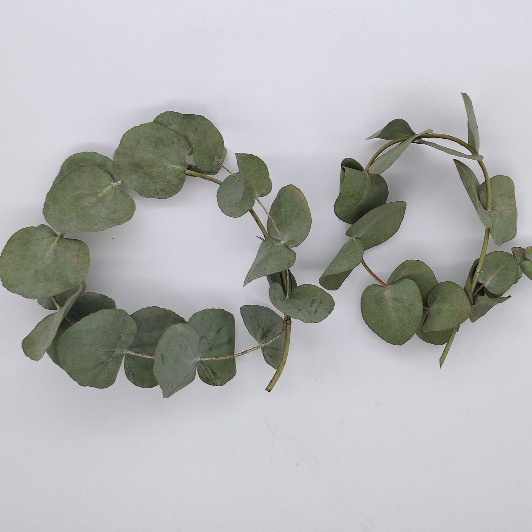 2 getrocknete Eukalyptus Ringe in einer Box aus Kraftpapier mit Original Blütenkonfetti Aufkleber