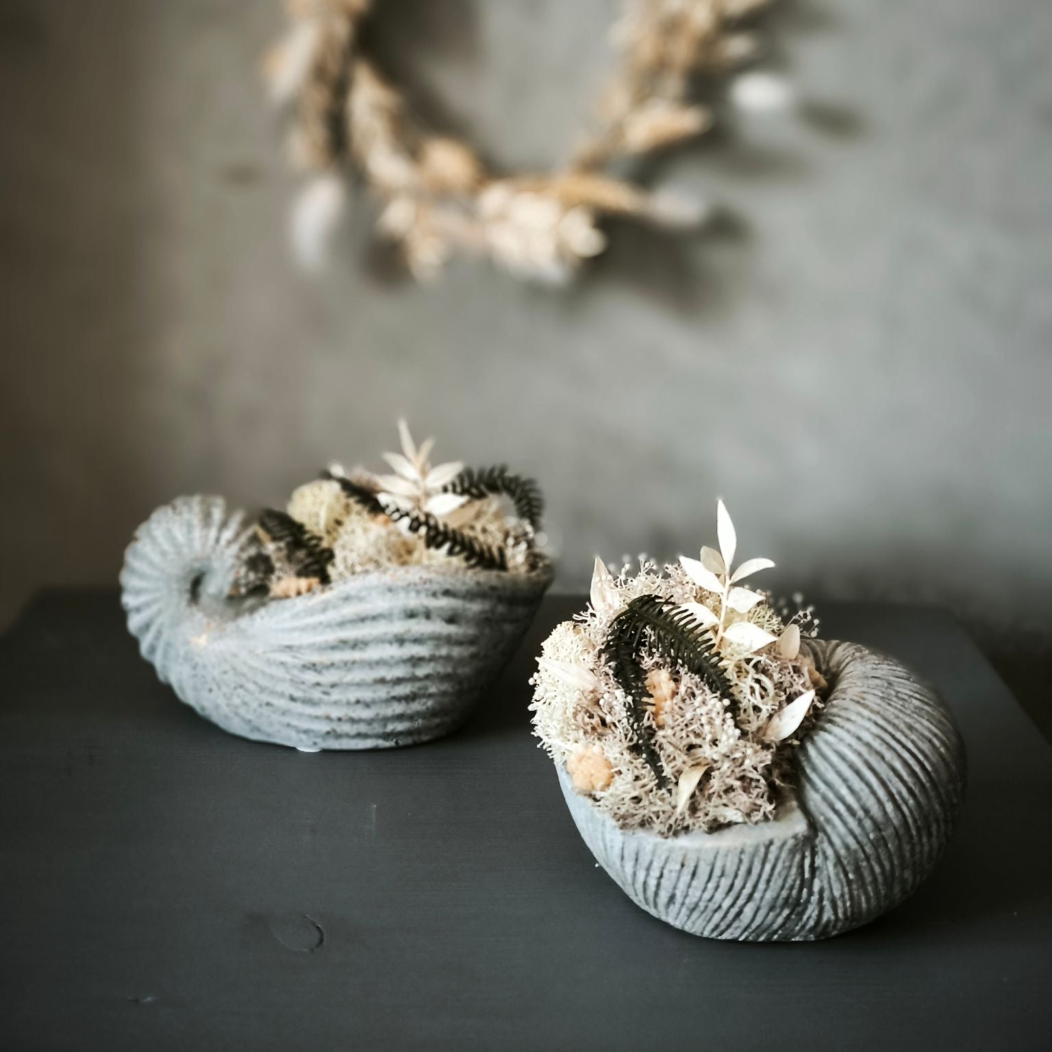 Shell Whisper und Ocean Nest Betongefäß in Muschelform mit Trockenblumen
