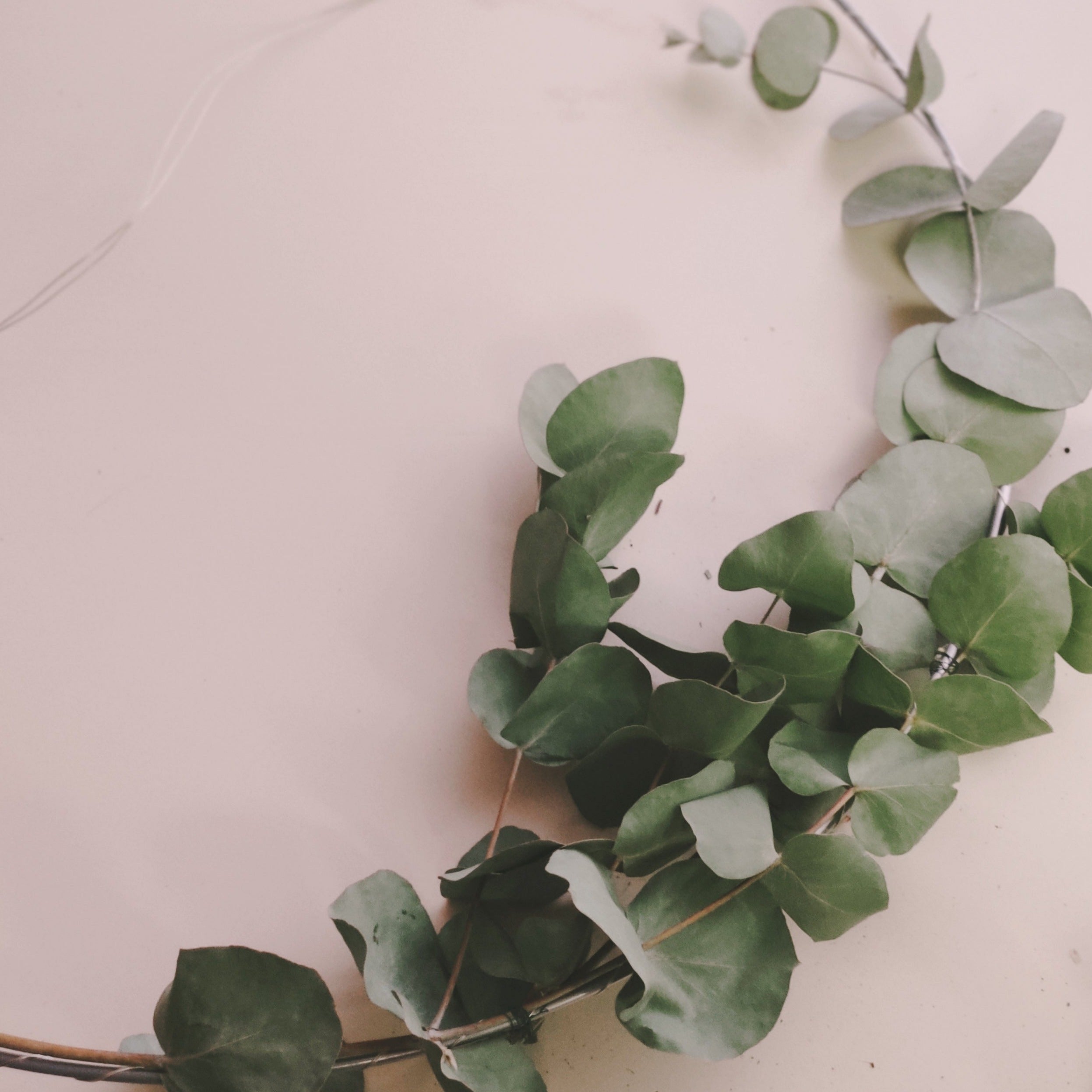 10 Stück Mini-Zweige getrockneter Eukalyptus Cinerea in einer Box aus Kraftpapier mit Original Blütenkonfetti Aufkleber