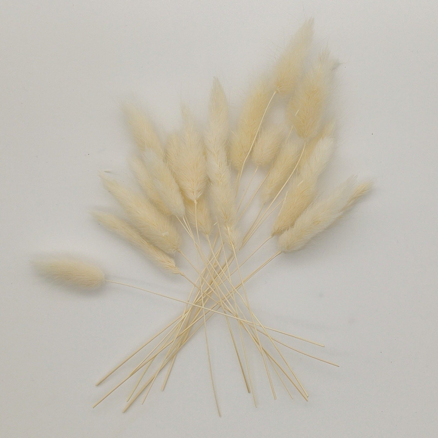 20 Stück Mini-Stiele getrockneter Lagurus weiß in einer Box aus Kraftpapier mit Original Blütenkonfetti Aufkleber