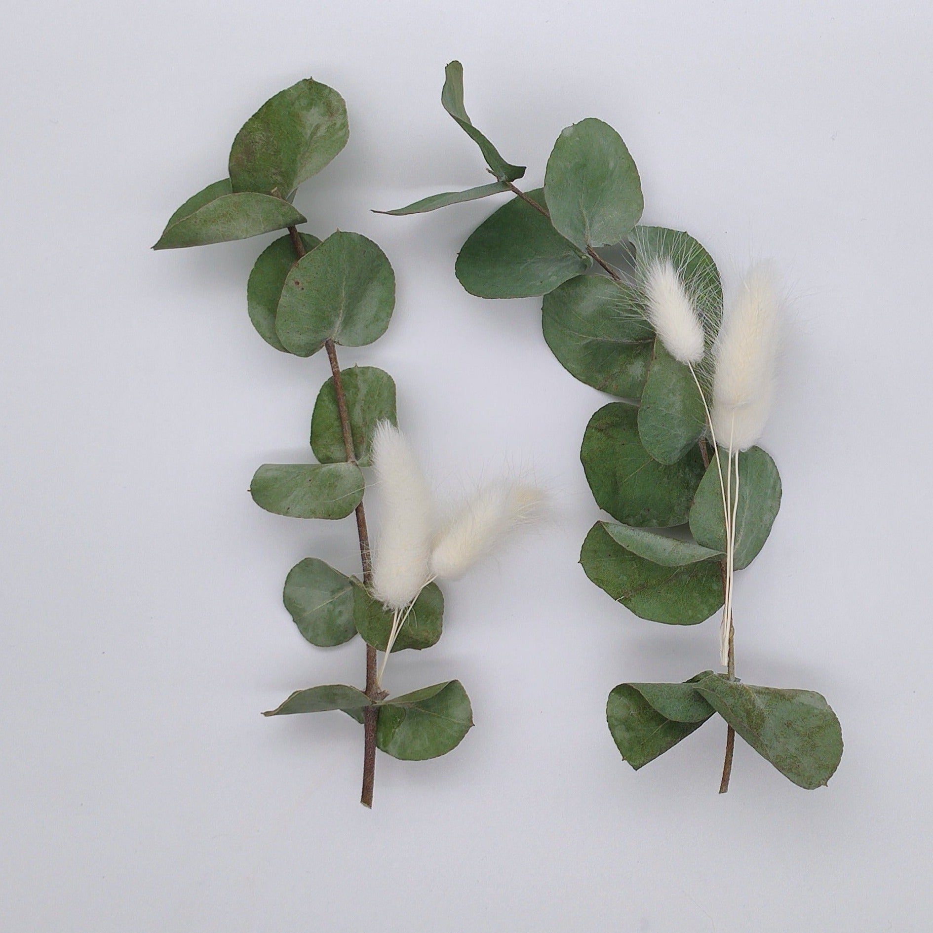 Mini-Zweige Eukalyptus mit Lagurus