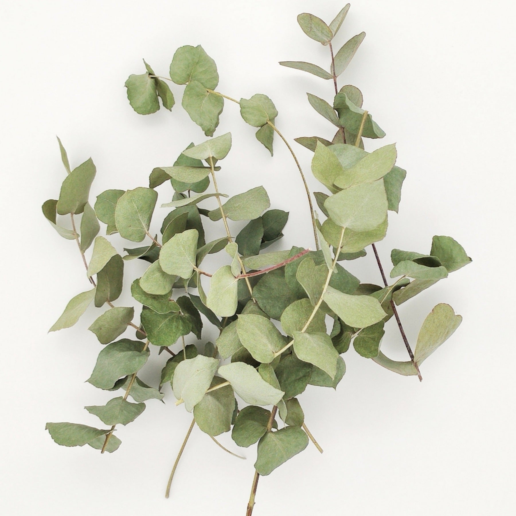 Mini-Zweige Eukalyptus