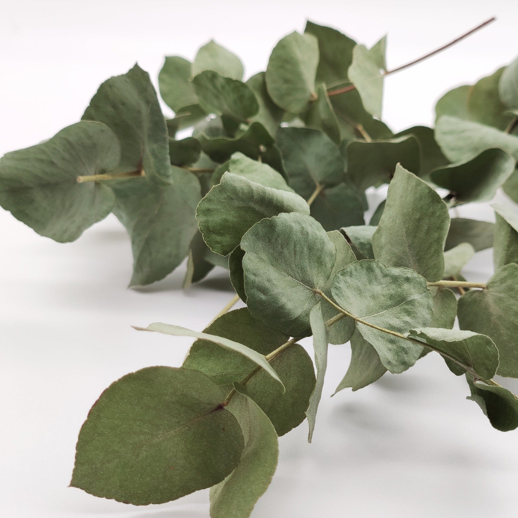 Mini-Zweige Eukalyptus