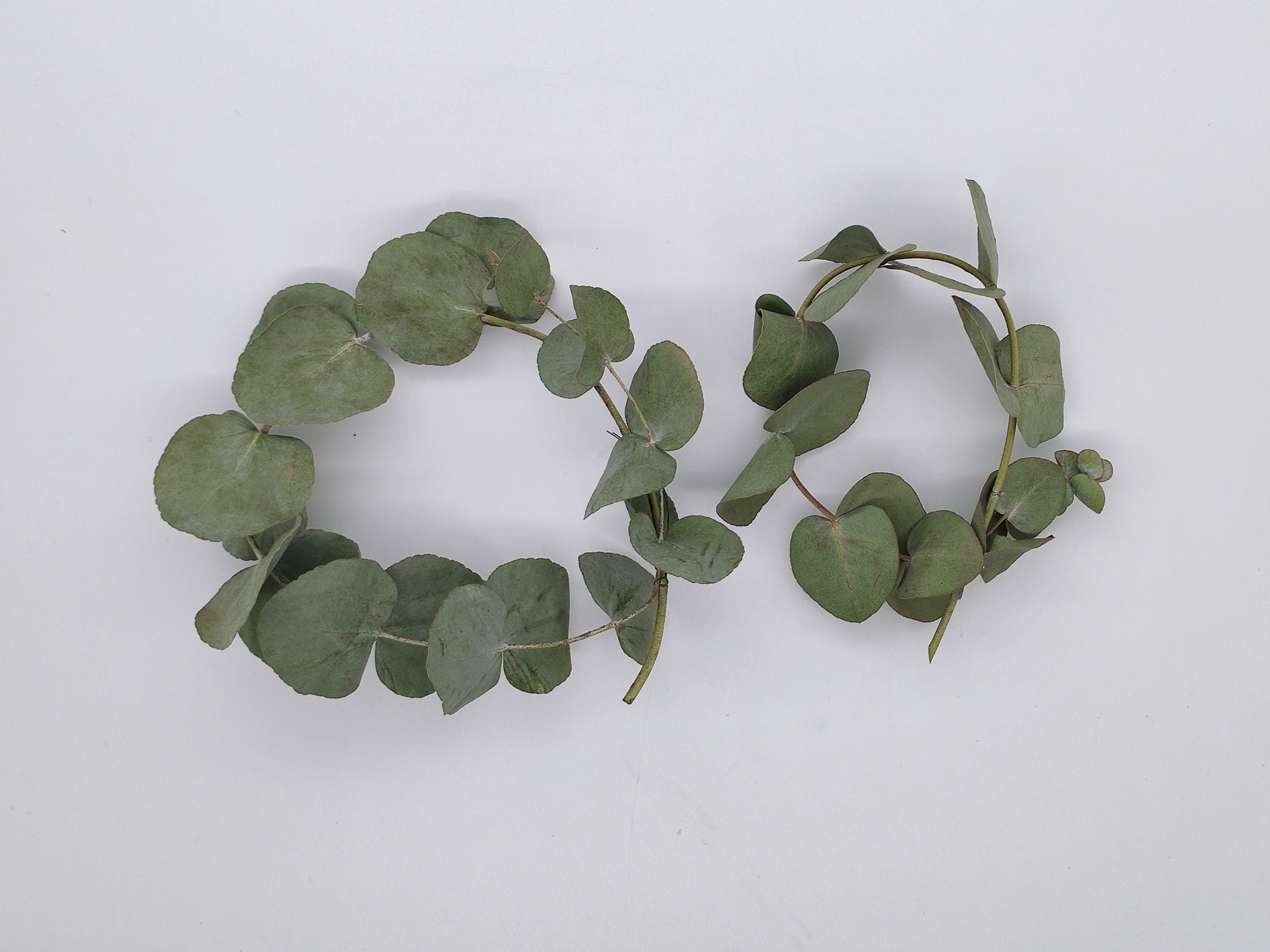 2 getrocknete Eukalyptus Ringe in einer Box aus Kraftpapier mit Original Blütenkonfetti Aufkleber