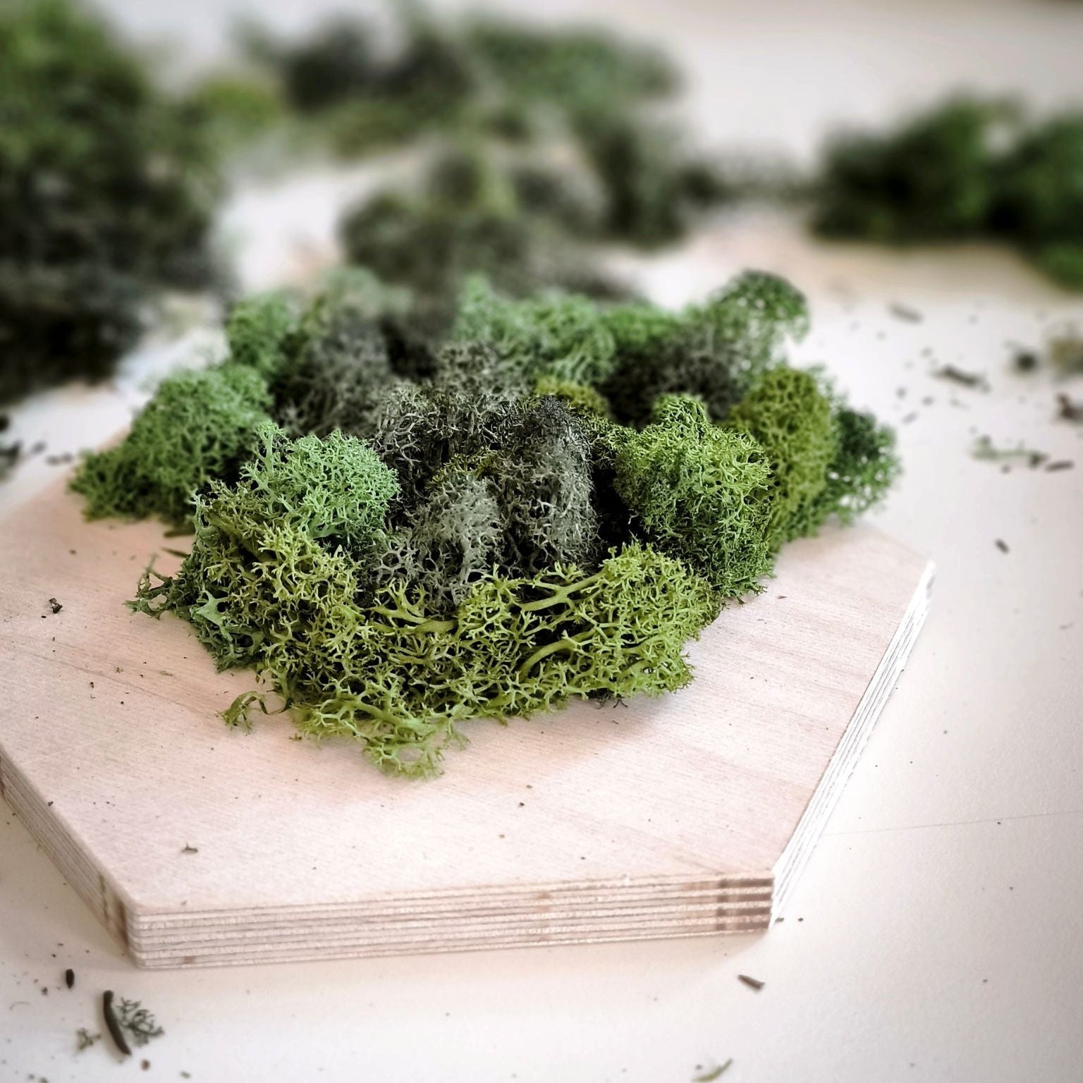 Workshop Hexagon mit Islandmoss