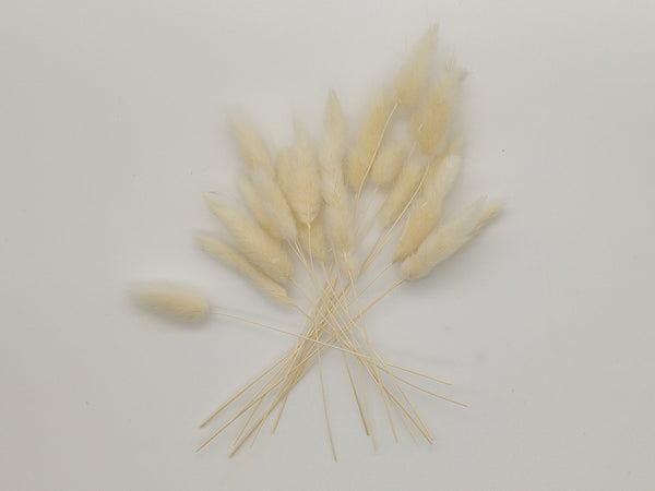 20 Stück Mini-Stiele getrockneter Lagurus weiß in einer Box aus Kraftpapier mit Original Blütenkonfetti Aufkleber