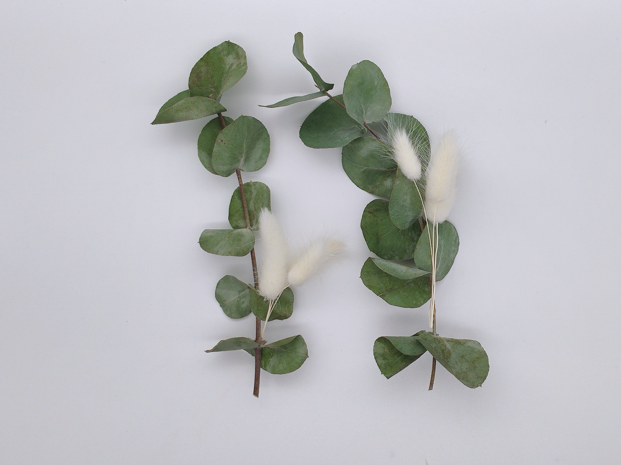2 Mini-Zweige getrockneter Eukalyptus Cinerea + Mini-Stiele Lagurus in einer Box aus Kraftpapier mit Original Blütenkonfetti Aufkleber