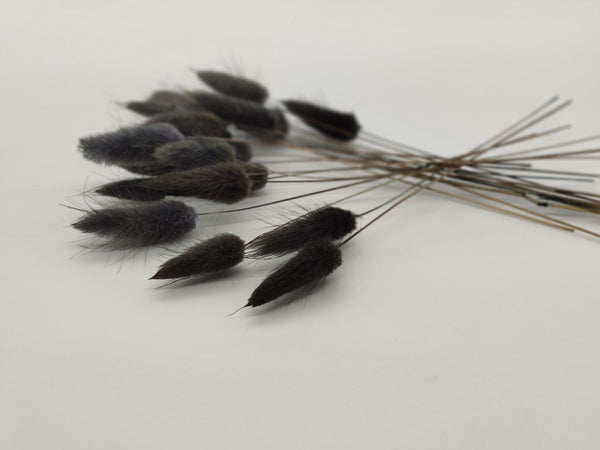 20 Stück Mini-Stiele getrockneter Lagurus schwarz in einer Box aus Kraftpapier mit Original Blütenkonfetti Aufkleber