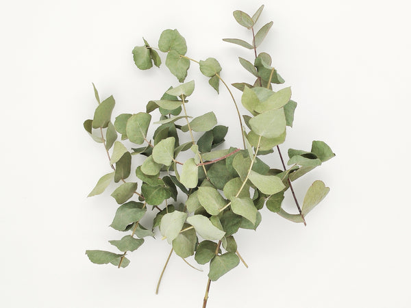10 Stück Mini-Zweige getrockneter Eukalyptus Cinerea in einer Box aus Kraftpapier mit Original Blütenkonfetti Aufkleber